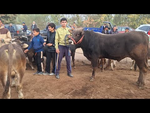 Видео: МОЛБОЗОРИ КУМСАНГИР КАМУНИЗММ НАРХУ НАВОИ МОЛҲОИ ФУРӮШИ МАРҲАМАТ ТАМОШОИ БАРҲАВО ДӮСТОН 