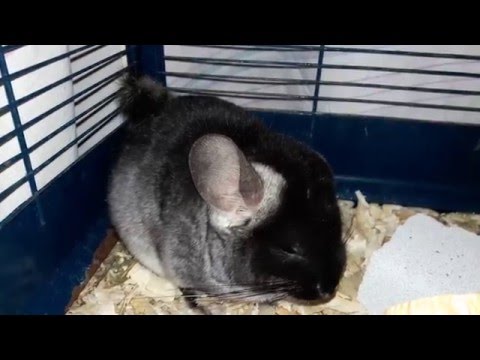 Видео: Нужно ли Отсаживать Самца Шиншиллы Когда Рождаются Шиншиллята!