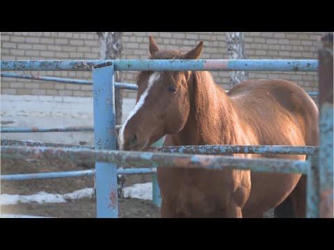 Видео: Костанайский племенной конезавод со 135-летней историей на грани закрытия