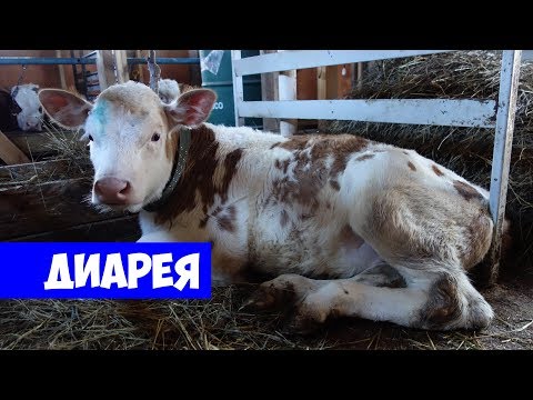 Видео: Откорм бычков для новичков: ЛЕЧЕНИЕ ПОНОСА