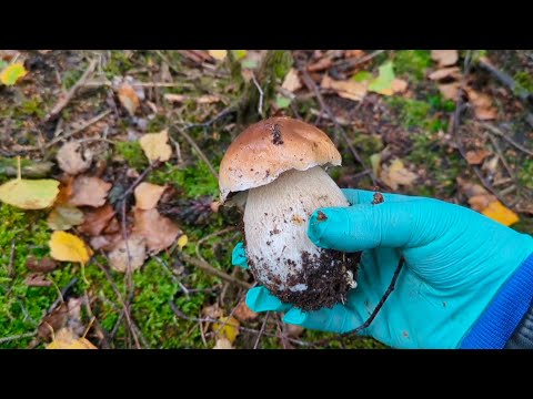 Видео: #137🇩🇪 ПОДБЕРЁЗОВИКИ РУЛЯТ🍄‍🟫 # ЖИЗНЬ ЗА РУБЕЖОМ #