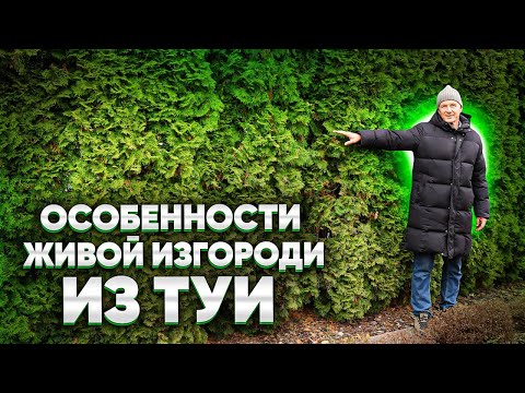 Видео: ЖИВАЯ ИЗГОРОДЬ ИЗ ТУИ.  Достоинства и недостатки живой изгороди из туи.