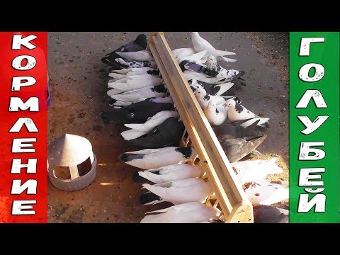 Видео: Как правильно кормить племенных (кормящих) голубей (Мой опыт)| Feeding pigeons