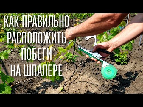 Видео: ВАЖНО! ПЕРВАЯ ПОДВЯЗКА ВИНОГРАДА. КАК ПРАВИЛЬНО РАСПОЛОЖИТЬ ПОБЕГИ НА ШПАЛЕРЕ. ВИНОГРАДНЫЕ УСЫ