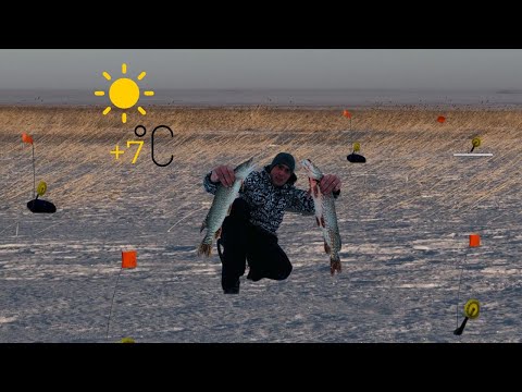 Видео: РАССТАВИЛСЯ В КАМЫШАХ И НЕ ОЖИДАЛ ТАКОГО!! РЫБАЧИМ НА ВСЮ КАТУШКУ!