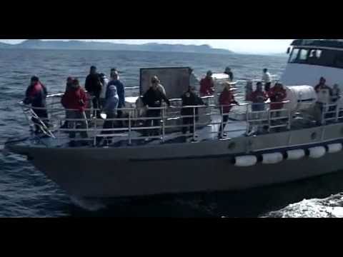 Видео: Непутевые заметки. Норвегия. Ост-ва Вестеролен 26.09.2010