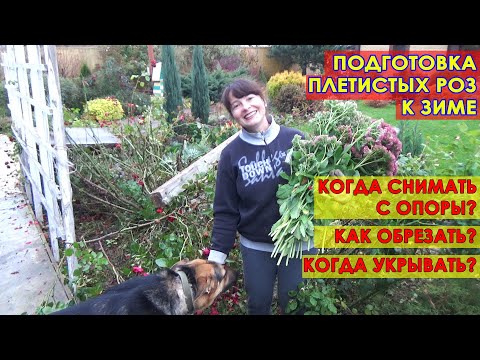 Видео: Как подготовить к зиме ПЛЕТИСТЫЕ РОЗЫ? Снимаем с опоры, обрезаем, обрабатываем. ВСЕ ПОДРОБНО.