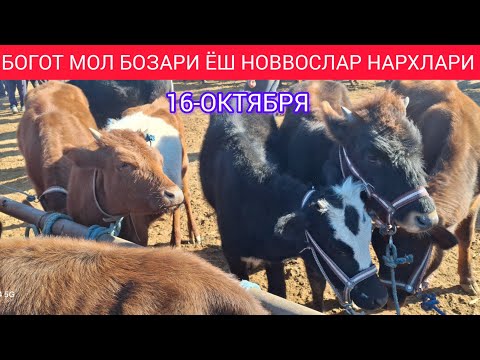 Видео: ХОРАЗМ БОГОТ МОЛ БОЗОРИ ЁШ НОВВОСЛАР АНИК НАРХЛАРИ 16-ОКТЯБРЯ 2024 Г. ХОРАЗМ ОБЗОР