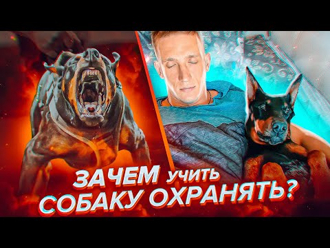 Видео: СОБАКА ДЛЯ ОХРАНЫ | а ваша собака сможет защитить?