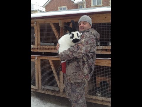 Видео: Кролики породы Строкач