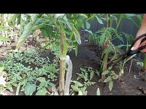 Видео: Работа в огороде 👨‍🌾