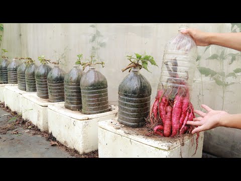 Видео: Удивлен методом выращивания батата в маленьких пластиковых бутылках, но клубни большие