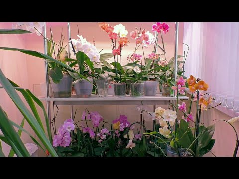 Видео: Интересный результат использования. Пока все НРАВИТСЯ! / Мои КРАСИВЫЕ орхидеи!