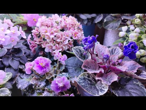 Видео: Рождественский Обзор мини фиалок🥰💚💚💚