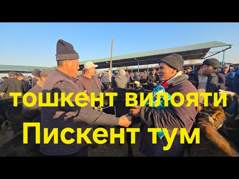 Видео: Пискент тумани чорва бозори СИГИРЛАР КАТОРИ 12.11.2025