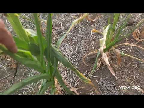 Видео: Кукуруза,  сорго, подсолнечник. Состояние посевов.  No-till 25.07.2025