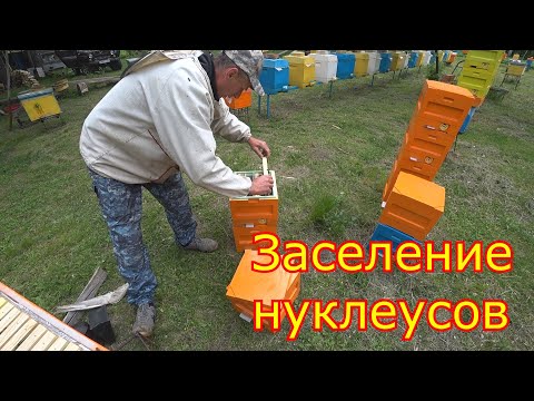 Видео: Заселение нуклеусов. Матководство 2021