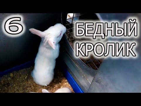 Видео: ЗАЧЕМ ОБРЕЗАЮ УШИ КРОЛИКАМ?