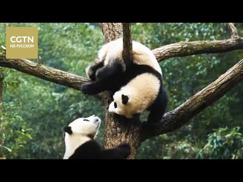 Видео: Документальные фильмы Это Китай Серия 2 Пандаленд[Age 0+]