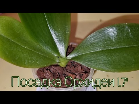 Видео: ПОСАДКА ОРХИДЕИ из Посылки | Phal. YangYang Blueberry × violacea var. Indigo(clone)
