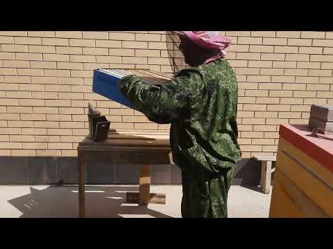 Видео: Как Сохранить Неплодных Маток.Двухматочное Содержание Пчёл.