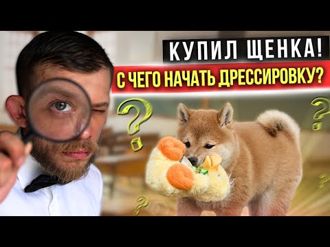 Видео: Когда и с чего начинать дрессировку щенка. Рыжая лисица Сиба Ину.