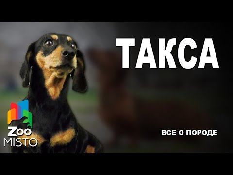 Видео: Такса - Все о породе собаки | Собака породы Такса