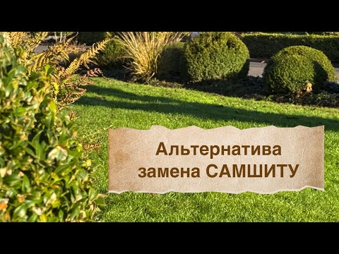 Видео: Самшит в саду 🏡 Замена / альтернатива самшиту 🏡