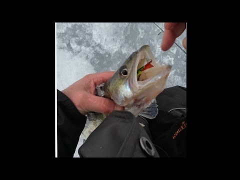 Видео: Дусай-Кичу. ГЛАВНОЕ -ТЕРПЕНИЕ.Выход судака.