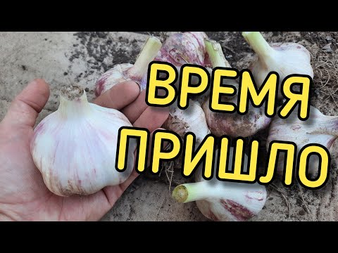 Видео: Копаем чеснок мотоблоком