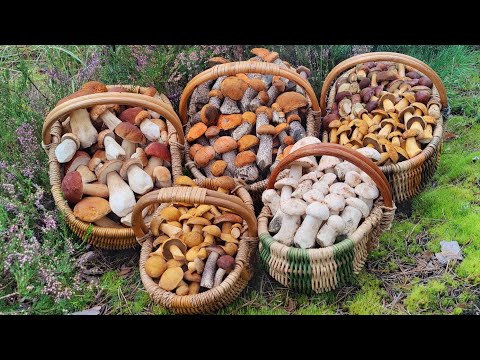 Видео: БЕЛЫЕ ПОДОСИНОВИКИ - МЕГА-ПОЛЯНА!!! СБОР ГРИБОВ 24 АВГУСТА 2025.