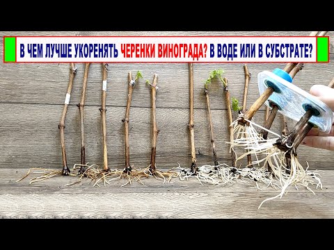 Видео: 🍇 В чем ЛУЧШЕ УКОРЕНЯТЬ черенки винограда? ВОДА, СОСНОВАЯ КОРА или КОКОСОВЫЙ ТОРФ. Сравни и выбери!