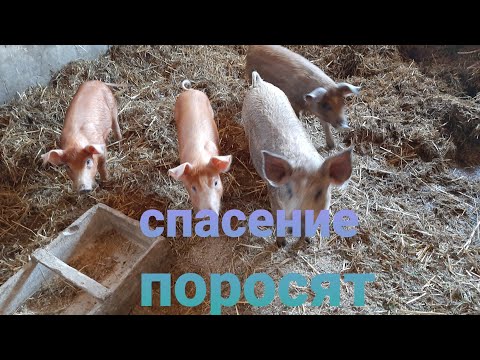 Видео: ЛЕЧЕНИЕ ОТЁЧНОЙ БОЛЕЗНИ У ПОРОСЯТ.