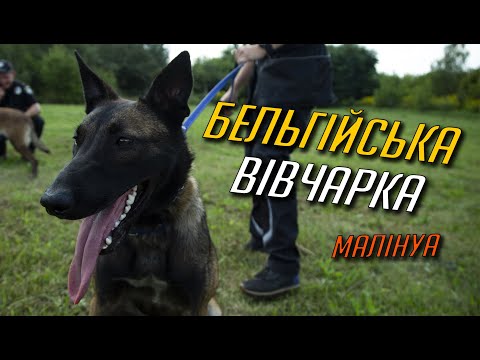 Видео: Бельгійська вівчарка МАЛІНУА: ОПИС, ДОГЛЯД, ОСОБЛИВОСТІ ПОРОДИ