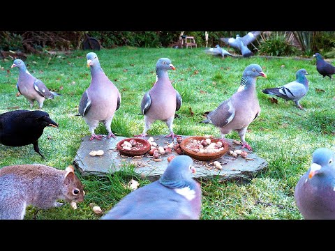 Видео: Видео для кошек 🕊️ Птицы и белки находят пищу на скале 🐿️ Для кошек видео 4K HDR