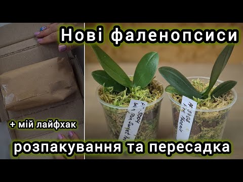 Видео: ПОСИЛКА з новими ФАЛЕНОПСИСАМИ|Як я саджаю ПІДЛІТКІВ розміру 1,7|Мій ЛАЙФХАК, яким ділюсь з ВАМИ.