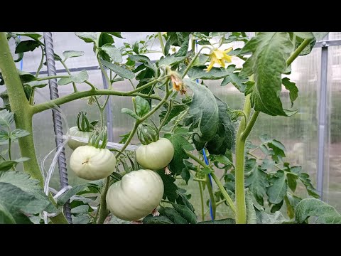 Видео: Докъде стигнахме с отглеждането на доматите 🍅