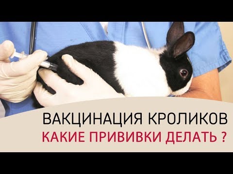 Видео: ВАКЦИНАЦИЯ КРОЛИКОВ (часть 1) \\ Какие прививки делать кроликам. График прививок и советы ветеринара