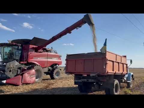 Видео: Квасоля на полі і в коморі .