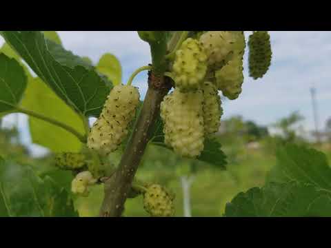 Видео: Шелковица, или Тутовое дерево.