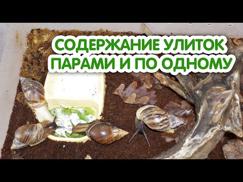 Видео: Содержание улиток ахатин парами и по одному. Уживаемость разных видов улиток