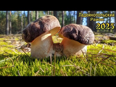 Видео: Боровики в Ладейнопольском районе продолжаем Мега сбор