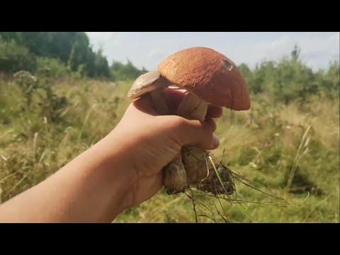 Видео: І знову ліс порадував нас підосичниками та підберезниками