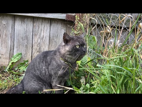 Видео: Воскресенье / Жизнь животных 