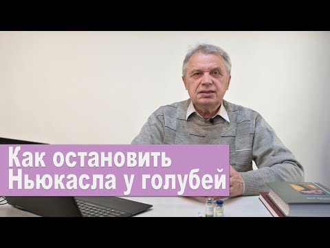 Видео: Как остановить Ньюкасла у голубей