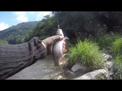 Видео: Голавль на Закарпатье на блесну.