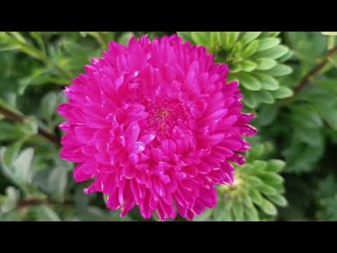 Видео: Астра Хризантелла 20 августа 2024 г.