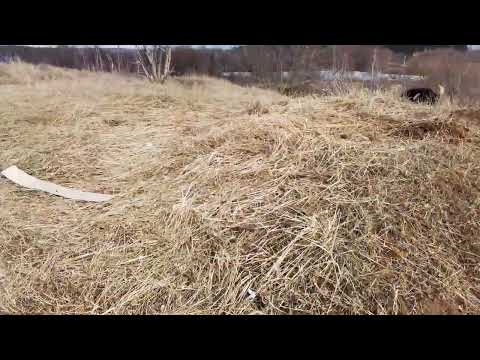 Видео: Признаки козы-гермафродита.Анонс продажи/обмена альпийских козликов.
