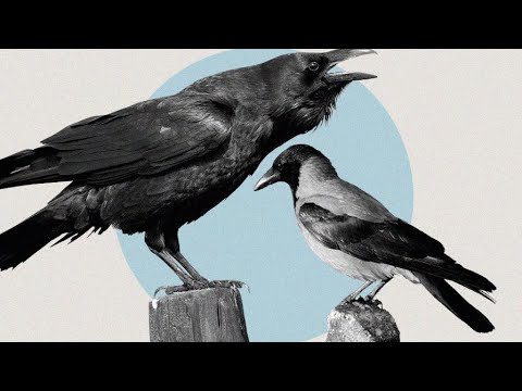 Видео: 3-кун кайсы канатуунун балапаны бат уйронот (Карга Таан Ала канат Кузгун)