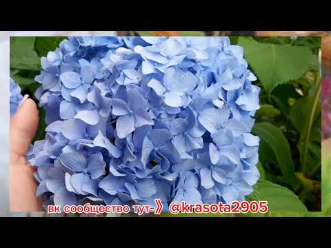 Видео: Укрытие крупнолистной гортензии в открытом грунте на ЮГЕ,часть 1.Приглашение в вк!